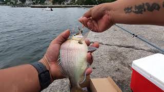 How To Catch Scup  Porgy Fishing Newport Rhode Island [upl. by Aneert]