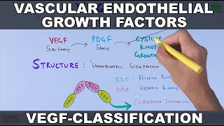 Vascular Endothelial Growth Factor  VEGF  Classification and functions [upl. by Fay]