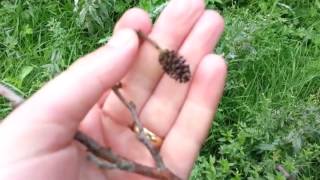 How to identify Common Alder [upl. by Wertheimer]