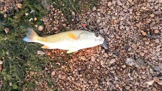 BRAUNIG LAKE AT THE DEAD TREE POINT FISHING FOR REDFISH [upl. by Anyr]