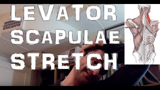 How To Stretch The Levator Scapulae Muscle Relieve Neck Pain [upl. by Holden]