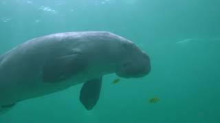 Dugong Dugong dugon swimming underwater Coron Island Phillipines [upl. by Animsaj]