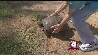 Gopher tortoise returns to Koreshan State Park after illness [upl. by Dinin]