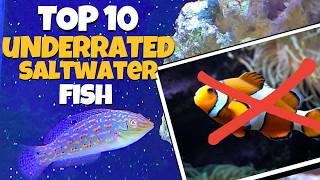 You need some of these fish in your Saltwater Aquarium [upl. by Talbert]