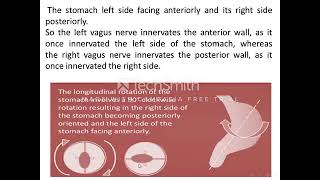 Embryology GIT lecture 2 [upl. by Alak685]