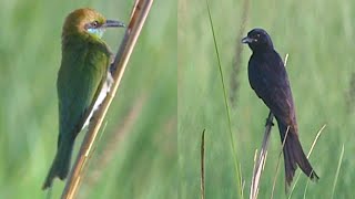 Small Green Bee Eater Merops orientalis and Black Drongo Dicrurus macrocercus [upl. by Adirehs]