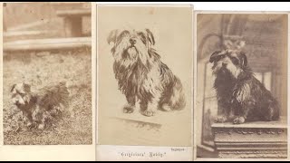 What is the real story of Greyfriars Bobby [upl. by Kappel]