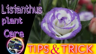 Lisianthus Plant care  Tips and tricks for gardening [upl. by Linders657]