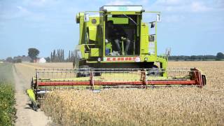 Claas Dominator 105 cutting wheat [upl. by Kathy174]