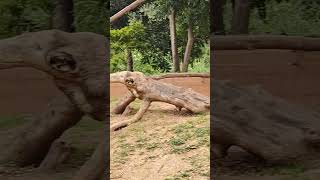 Hamadryas Baboon  Sri Chamarajendra Zoological Gardens Mysore Zoo wildlife nature animallover [upl. by Babbie]