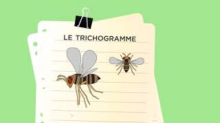 Comment agissent les trichogrammes pour lutter contre les ravageurs  exemple avec Trichotop Max [upl. by Morley40]