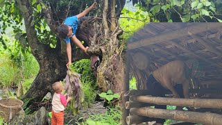 The boy climbed up the tree to pick wild vegetables for the baby under the tree [upl. by Enileqcaj622]