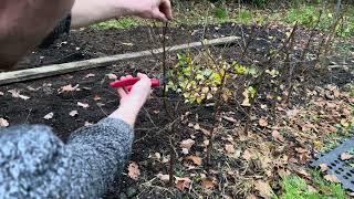 Pruning my Ground Planted preBonsai Birch Trees [upl. by Anivek999]