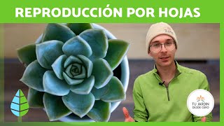 Cómo REPRODUCIR SUCULENTAS por HOJA 🌵✅  Propagación Paso a Paso [upl. by Clerissa]