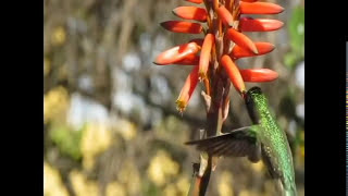 De Flor en Flor  LOS LAURELES DEL SUR  Canal oficial Youtube [upl. by Anaer]