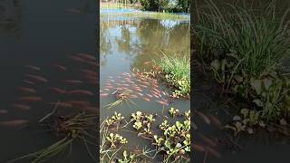 Oreochromis niloticus tilapia farming in pond fishing shorts tilapia shortvideo youtubeshorts [upl. by Ahsaten]