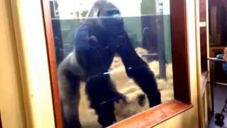 Bokito the Gorilla at Rotterdam Zoo [upl. by Iaverne130]