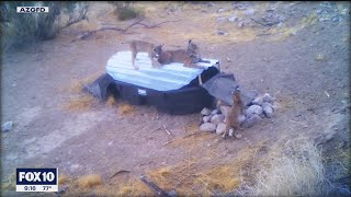 Amid ongoing drought water catchments across Arizona help keep wildlife alive [upl. by Tansey]