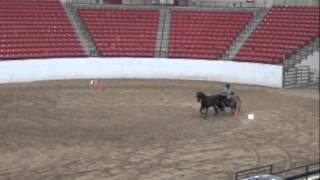 Morgan horse Eli driven by Maryanne Boyden at CA Saddle Horse Futurity Horse Show Las Vegas 2013 [upl. by Wat302]