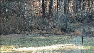 LIVE Deer Cam Virginia [upl. by Gniliem]