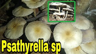 Psathyrella sp [upl. by Jessika]