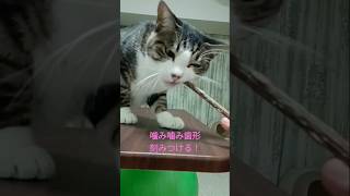 帰って来るまで、くんくん、噛み噛み、あっ💦（棒、落ちた） cat 猫 ねこのいる生活 おかえり [upl. by Irreg]