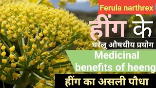 हींग के पौधे की पहचान और उसके औषधीय गुण  Hing  Ferula narthex  Asafoetida medicinal benefits [upl. by Eilrak]