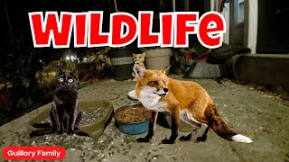 Watch Now Live Cam Of Wild Animals And Friendly Felines 🦊 [upl. by Runck]