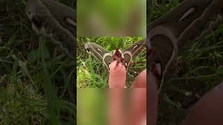 Giant Cecropia Moth The Largest Night Flyer [upl. by Tallbot]