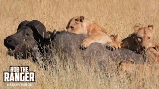 Lions Pride Catch A Buffalo  Maasai Mara Safari  Zebra Plains [upl. by Airottiv725]