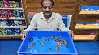 Fly River Turtle Chinese Box Turtle Snakehead Turtle Pond Turtle at Karnataka Aquarium [upl. by Amis]