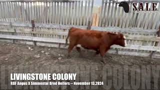 LIVINGSTONE COLONY RBF ANGUS X SIMMENTAL BRED HEIFERS [upl. by Bard]