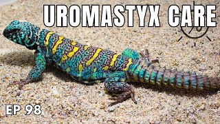 UROMASTYX CARE  Advice from Expert Breeder [upl. by Chancelor]