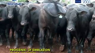 3F Emblazon Angus  ABS Pecplan [upl. by Haidej115]