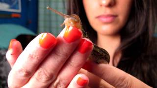 Handling Adult Leopard Slug  Limax maximus [upl. by Gasparo]