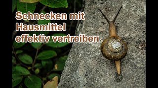 Schnecken im Garten bekämpfen OHNE Gift  Schnecken natürlich vertreiben mit Hausmitteln 🐌 [upl. by Kcuhc]