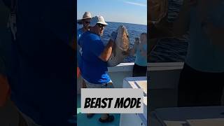 Amberjack season offshore fishing saltwaterfishing shortsvideo shorts short [upl. by Wylie]