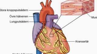 Hjärtat lungorna och organen [upl. by Cristionna13]