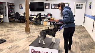 Skai Boyajian first week of learning obedience Week 1  K9one Dog Training [upl. by Leahpar805]