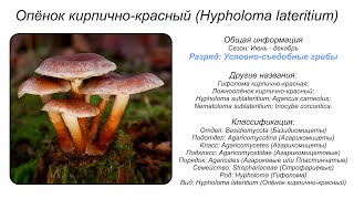 Опёнок кирпичнокрасный Hypholoma lateritium [upl. by Metzgar]