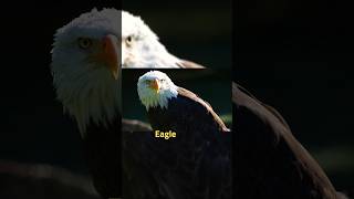 Eagle 🦅🦅 shorts viral [upl. by Kitty]