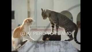 PAREJA DE GATOS DISCUTIENDO [upl. by Millar222]