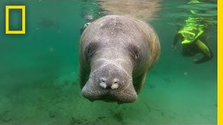 Manatee Death Toll Highest Ever Recorded  National Geographic [upl. by Alet]