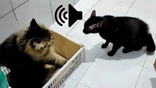 SUARA KUCING BERANTEM  PRANK KUCINGMU [upl. by Alton]