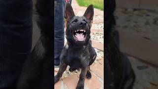 Angry puppy barking video angrypuppy cutepet rottweilerpuppy angrydog cuteanimal [upl. by Attiuqal]