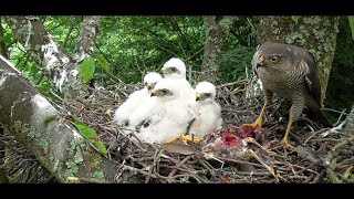 Sparrowhawk nest  from egg to first flight  ハイタカの巣  새매 [upl. by Eniamahs]