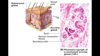 Chapter 57 Sweat Glands BIO201 [upl. by Hada]