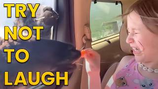 Funniest Animals of the Year Try Not To Laugh Challenge 🙈😹 [upl. by Adnalor3]