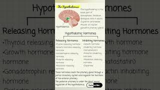 The Hypothalamus full details🔥 hypothalamus notes shorts [upl. by Akener]