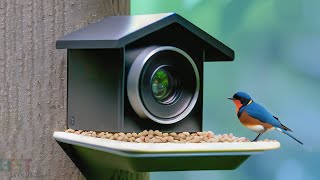 Top 5 Best Bird Feeder Cameras of 2023 [upl. by Mcgraw]